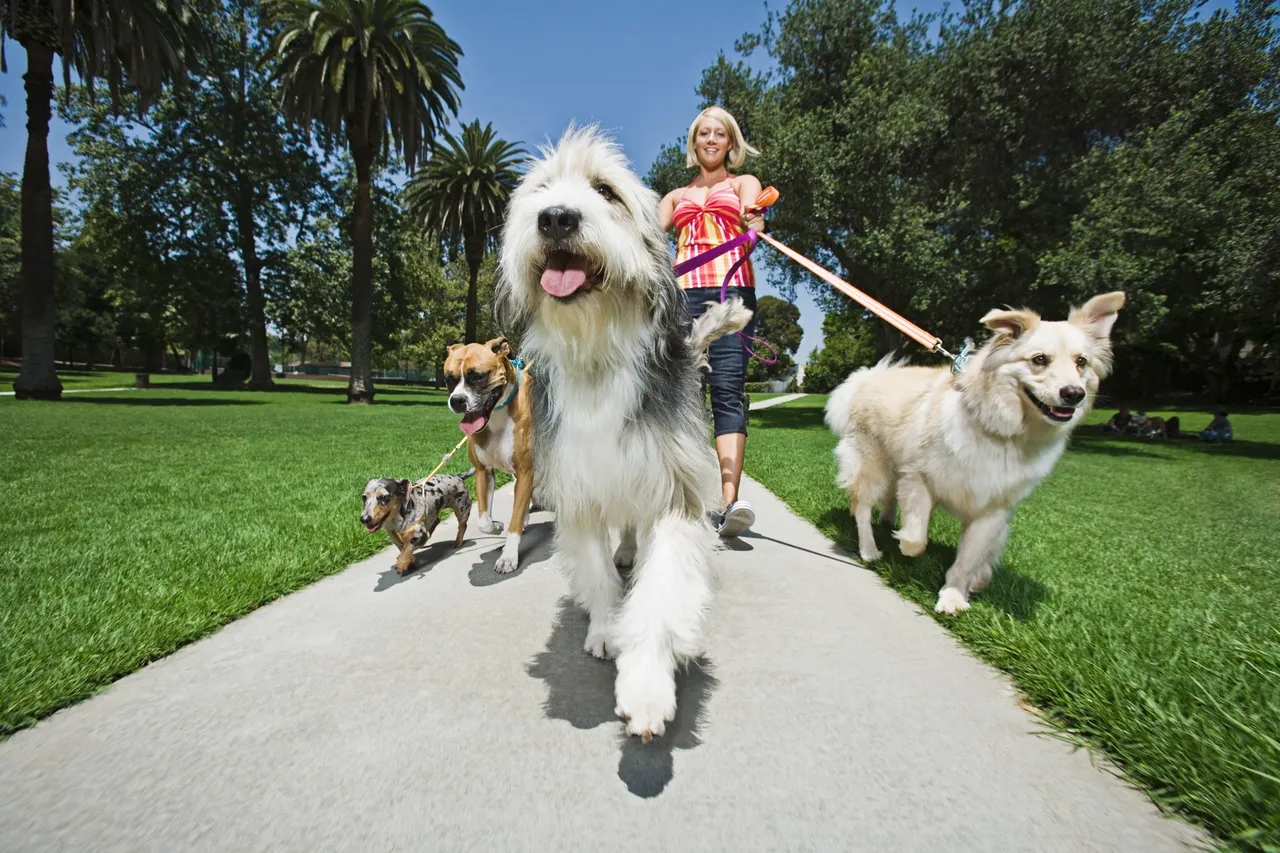 Pet friendly activities and travel